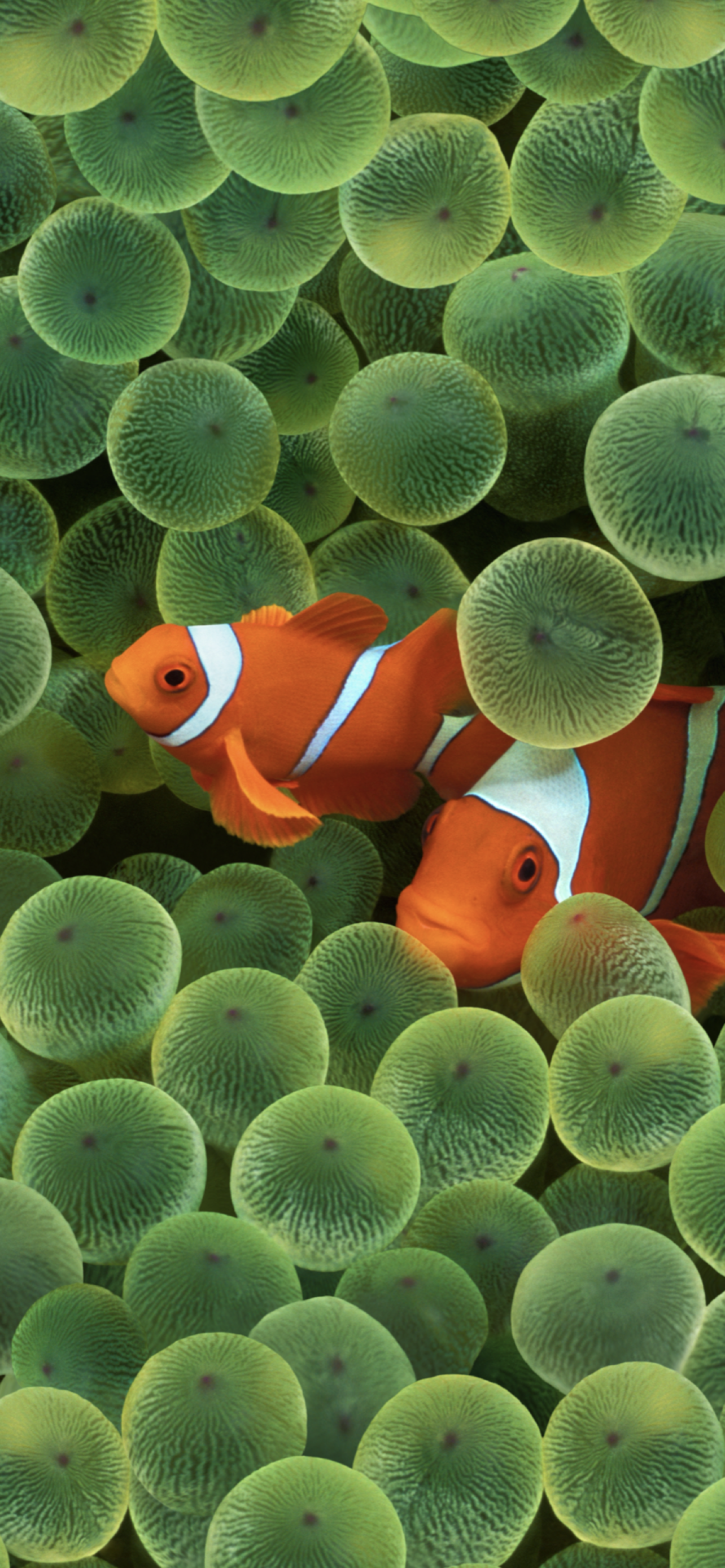 Original iPhone clownfish wallpaper.