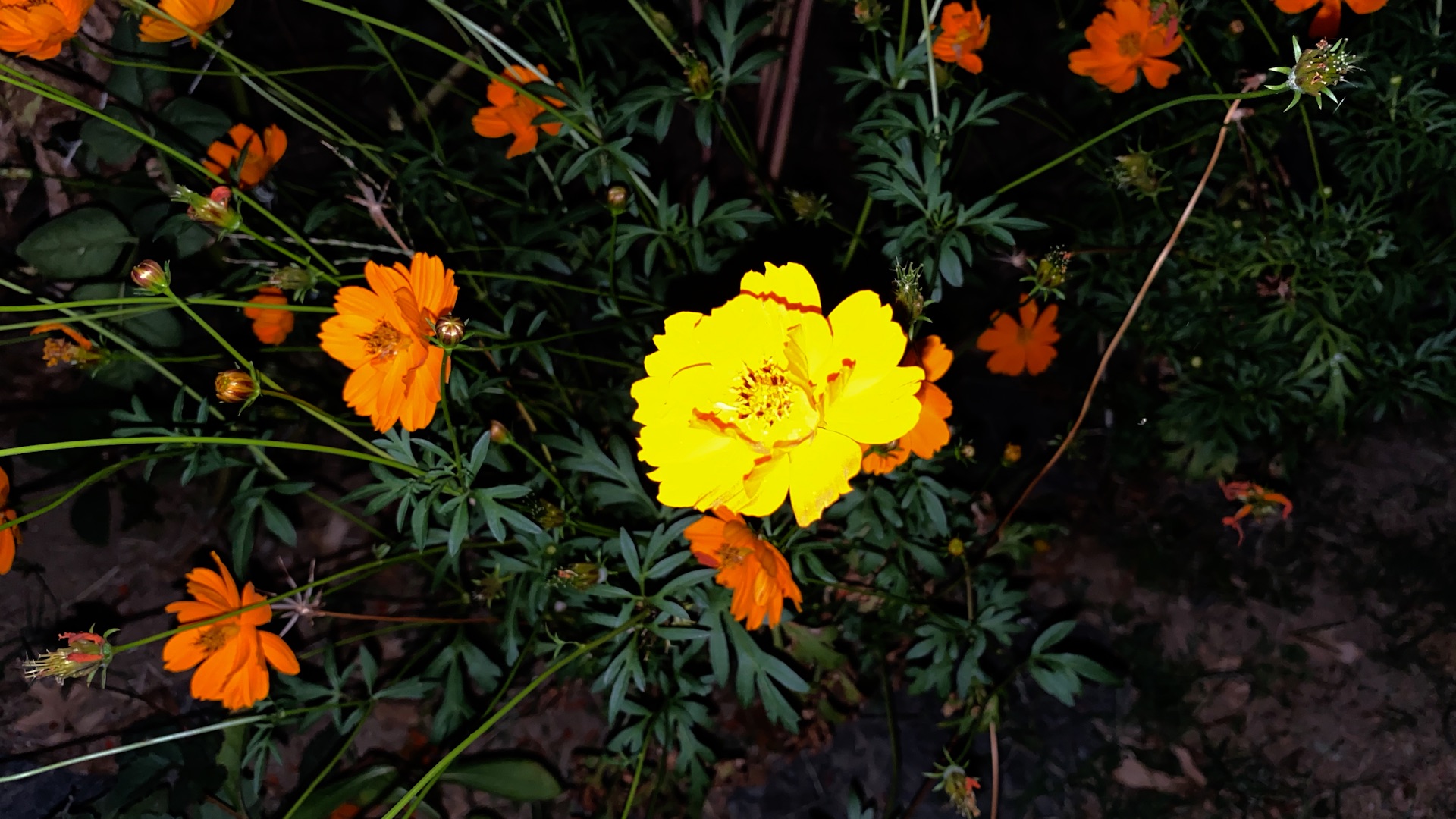 Top iPhone 11 Pro features – a smartphone built for photo and video enthusiasts