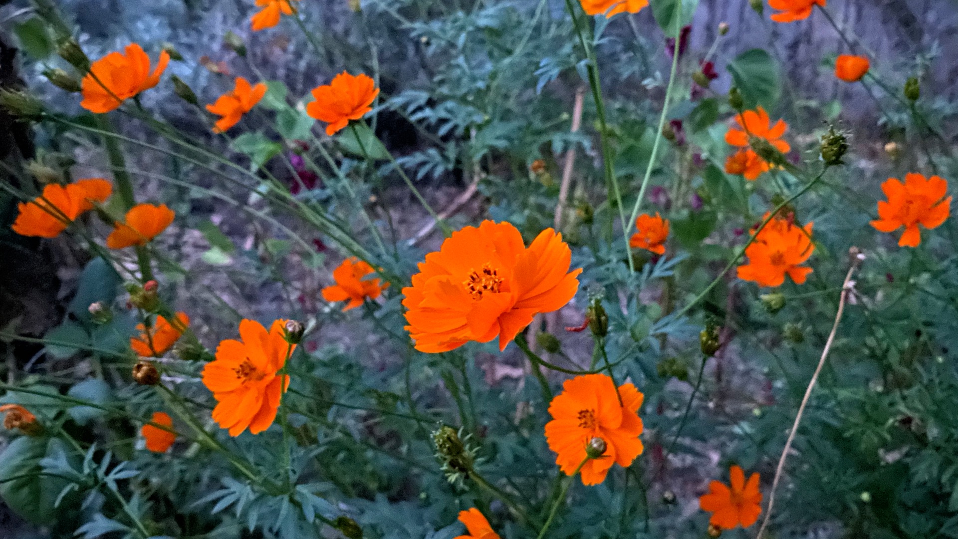 Top iPhone 11 Pro features – a smartphone built for photo and video enthusiasts