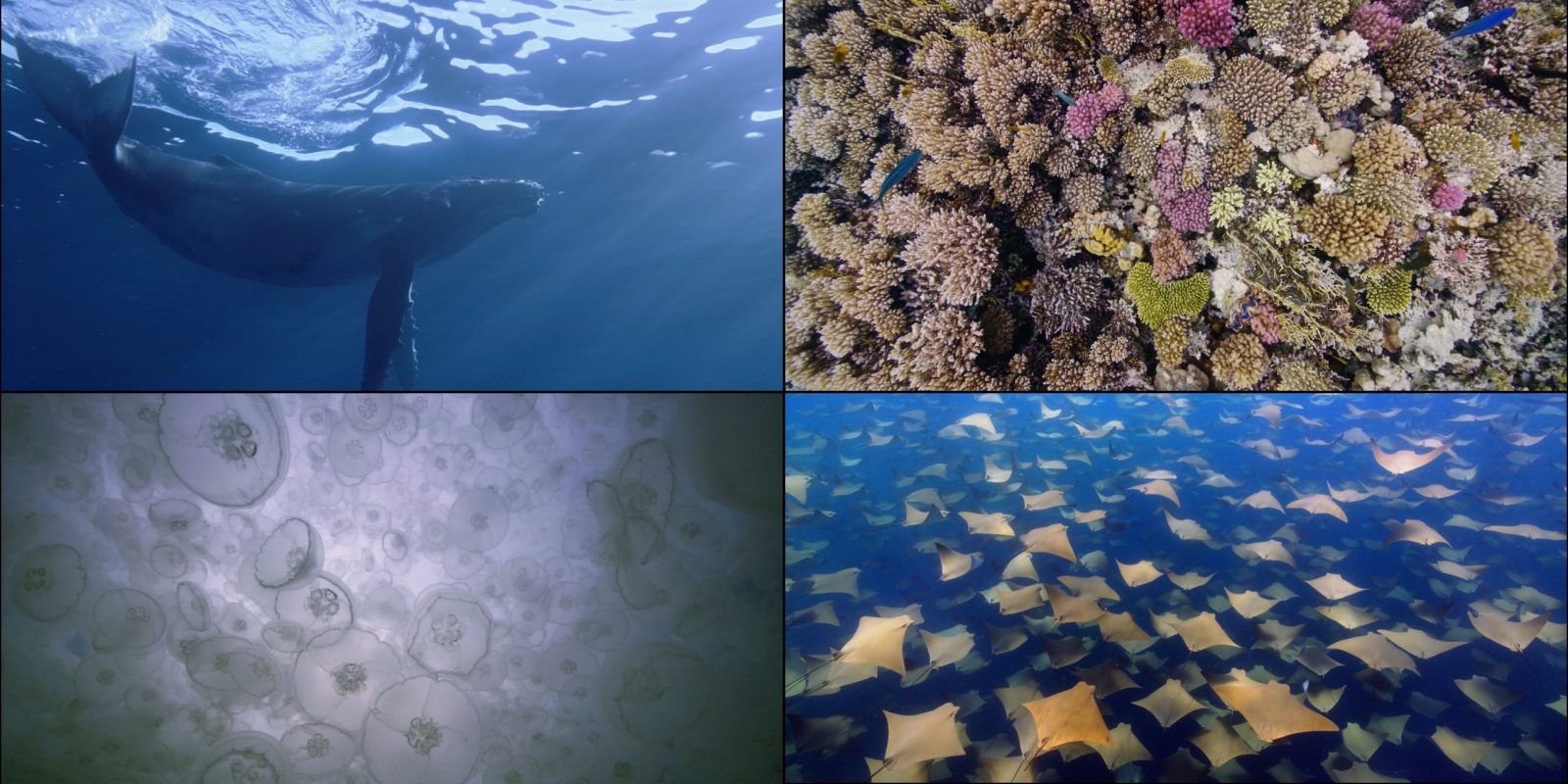 Apple TV adds another eleven stunning underwater video screensavers