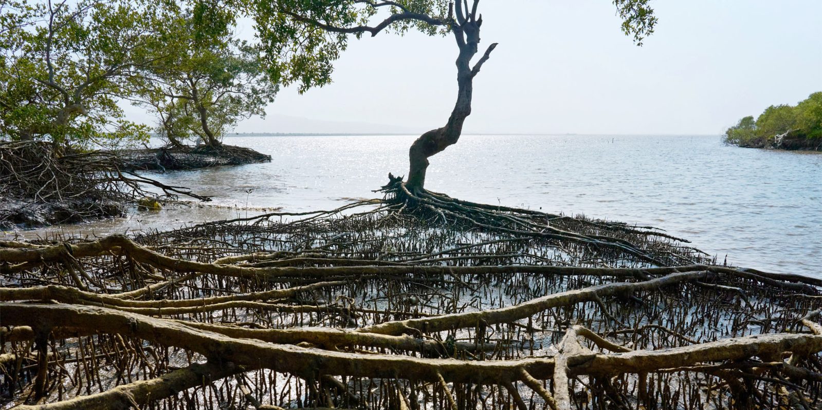Mangrove tree at the sea edge with extensive roots in the water | Apple mangrove preservation project near Mumbai