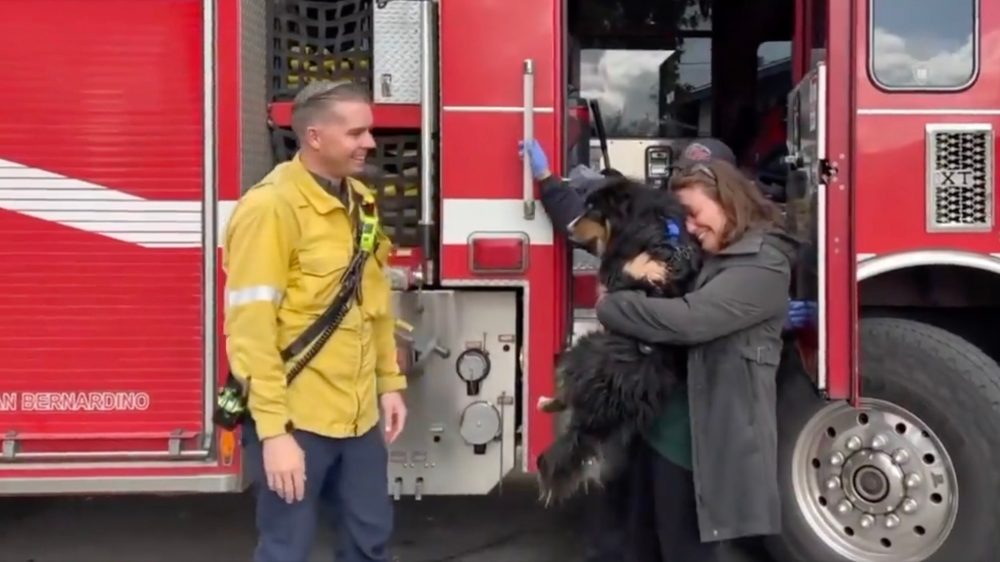 Seamus from California rescued from storm drain thanks to AirTag dog collar
