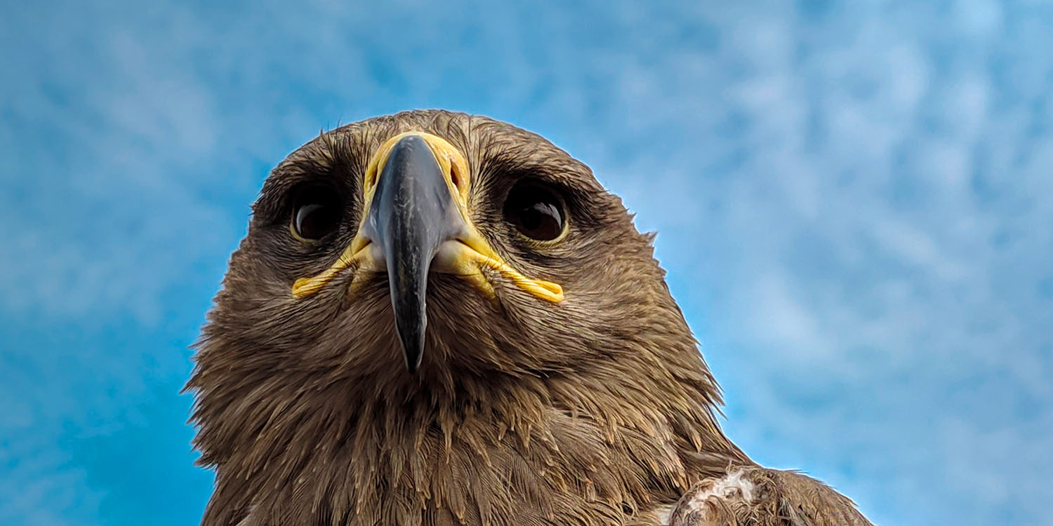 iPhone periscope lens | Telephoto shot of eagle