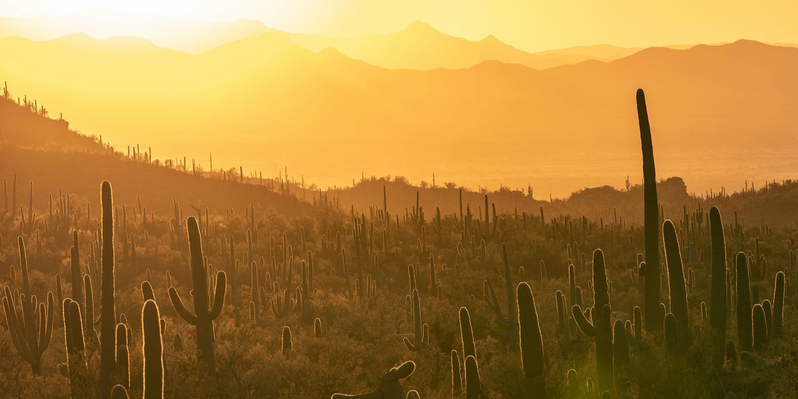 Annonce de la 3e usine de copeaux en Arizona |  Photo de cactus en Arizona