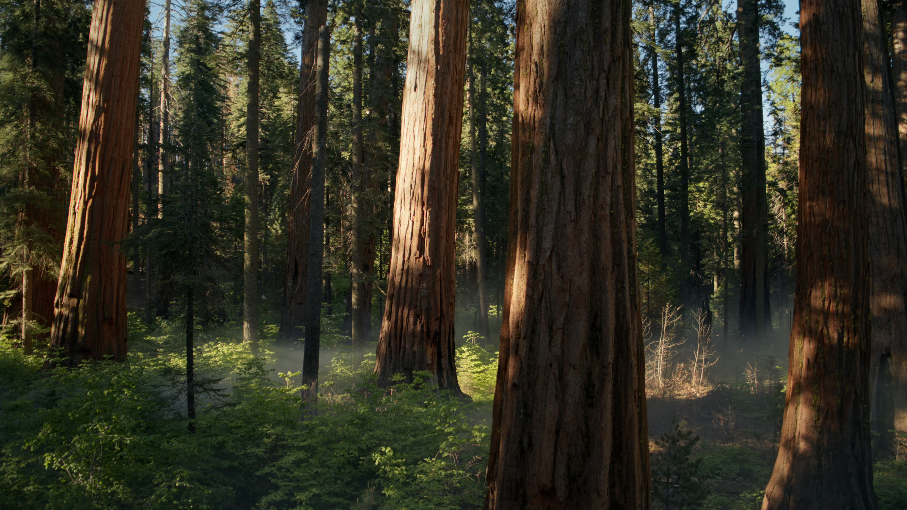macOS Sequoia beta 5 adds a new wallpaper – and you can download it here