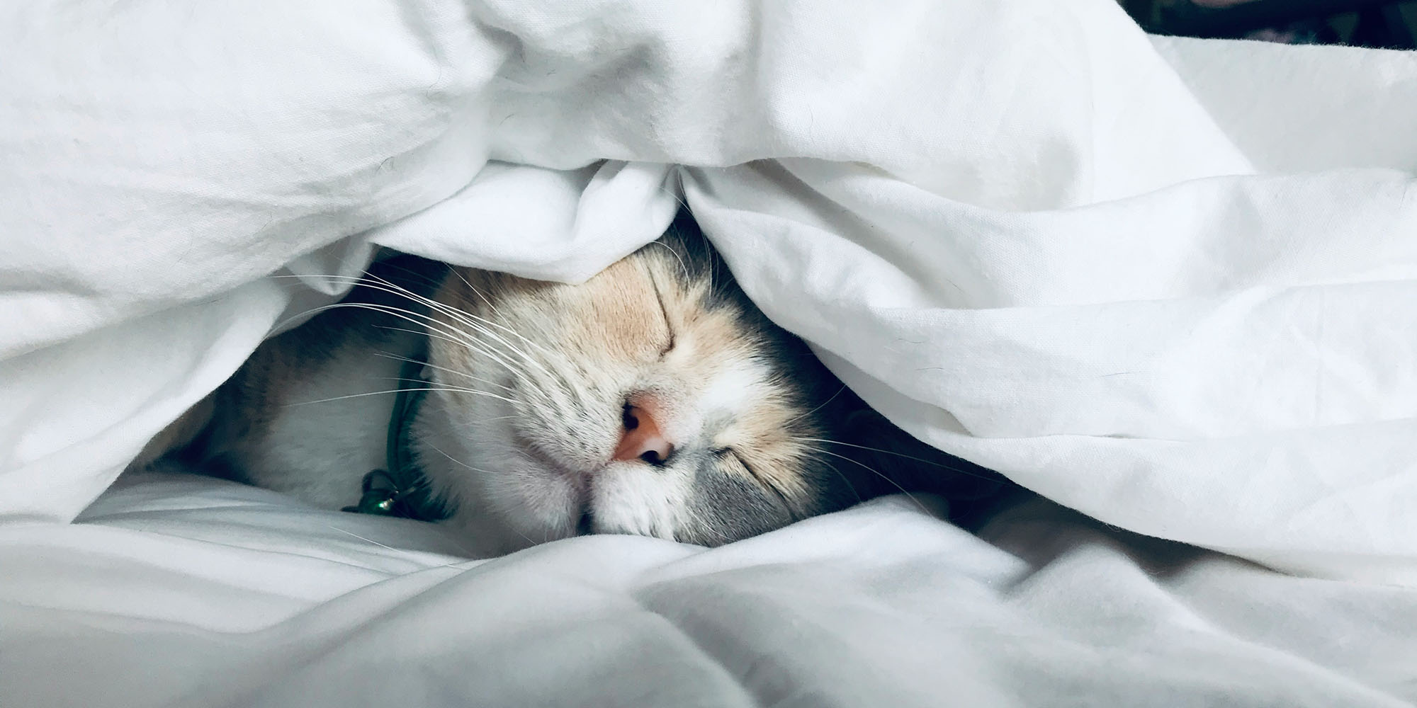 photo of Apple Watch sleep score looks set to replicate these two smart ring features image