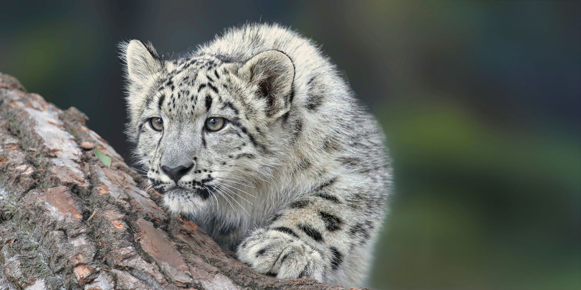I'd like to see Apple take a tick-tock approach to software releases | The photo shows a young snow leopard