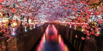 Japan to become 29th country to get third-party iPhone app stores | Photo shows spectacular tree blossoms at night on the Meguro River, Matsuno, Japan
