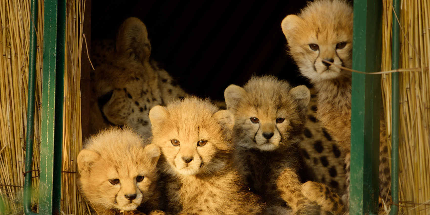 Apple TV’s newest nature docuseries is now available